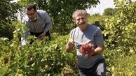 مهران رجبی در باغ انگور + عکس