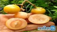 میوه ای برای درمان میگرن 