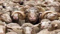 استخدام چوپانان ایرانی مسلط به زبان عربی توسط ارمنستان