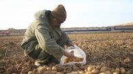 اقتصاد بدون نفت؛ برداشت 31000 تُن سیب‌زمینی از مزارع خراسان‌شمالی به‌روایت تصویر