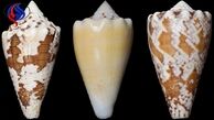 تسکین درد با زهر حلزون!