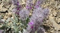 چای کوهی برای درمان اکثر بیماری‌ها