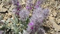 چای کوهی برای درمان اکثر بیماری‌ها