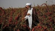 روحانی که کشاورز نمونه شد +عکس