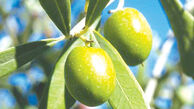 بررسی کاهش تعرفه واردات روغن زیتون 