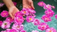 آغاز جشنواره گلابگیری در پایتخت گل ایران