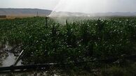  داستان آبیاری مزارع با آبهای آلوده/ محصولاتی که سلامت مردم را تهدید می کند