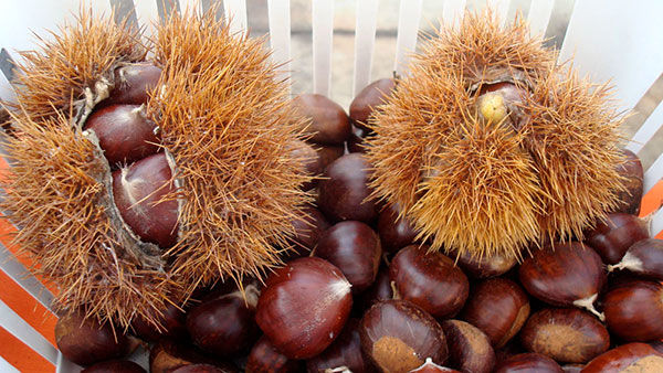 مهمترین مزایای شاه بلوط برای سلامتی