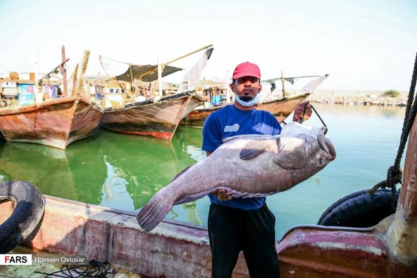 ماهی هامور بزرگ در دستان صیاد + عکس