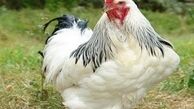 مرغ ارزان شد/ افزایش قیمت جوجه یکروزه در آینده ای نزدیک