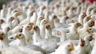 گران‌فروشی جوجه را گزارش کنید