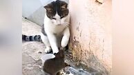 
حمله ناباورانه موش به گربه + فیلم
