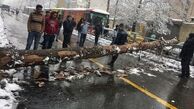 هر درختی که به خاطر بی تدبیری شکست، اکسیژن دو نفر را تامین میکرد