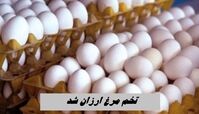  تخم‌ مرغ ارزان شد+ قیمت هر هدد تخم مرغ
