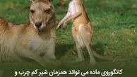  مردانی که در آرایش از زنان پیشی گرفتند!
