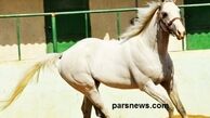 ماجرای واردات اسب در فرست کلاس و اصلاح نژاد اسب ایرانی