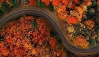 رؤیایی‌ترین جاده جنگلی ایران