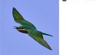 آهوهایی که در میدان مین زندگی می‌کنند!/عکس