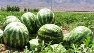 بررسی تولید هندوانه در کم‌آبی