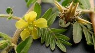 گیاهی موثر برای دفع سنگ کلیه