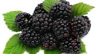 خواص تمشک وحشی برای سلامتی ؛ طریقه مصرف