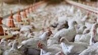  پرورش مرغ بومی برای تولید گوشت سفید ارگانیک 