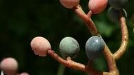 سقز‌ بجویید‌ تا زیباتر شوید!