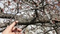 فرمان ۱۵ ماده‌ای به استانداران برای مقابله با سرما 