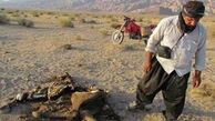 تلفات گسترده دامهای نتیجه ساخت جاده درکوه بافق