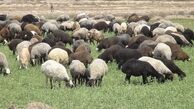 هشدار درباره ذبح غیربهداشتی دام در ایام تاسوعا و عاشورا