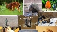 شکار گونه‌های جانوری به دنبال افزایش قیمت گوشت