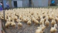 سود ۳۰ درصدی پرورش اردک