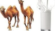  شیر شتر در درمان «دیابت۲» مؤثر است 