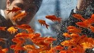 ماهی قرمز سفره عید را در رودخانه رها نکنید/اعلام محل‌های تحویل