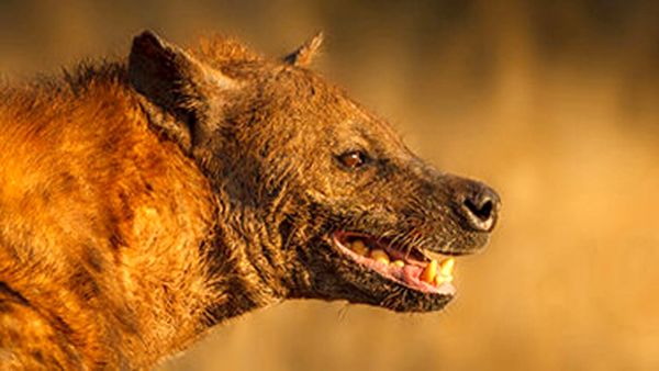 \
گرفتن قلدرانه شکار از پلنگ+ فیلم\
