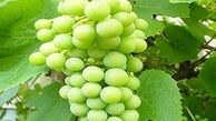 فواید درمانی آبغوره که فکرش را نمی کنید